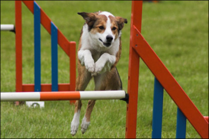 Giornata per l’agility-dog a Loano