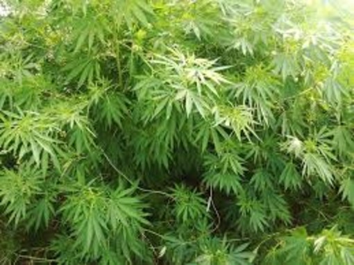 Carenza cannabis terapeautica nelle Asl, l'associazione Infiorescienza scrive una lettera al Ministro Grillo e al presidente Toti