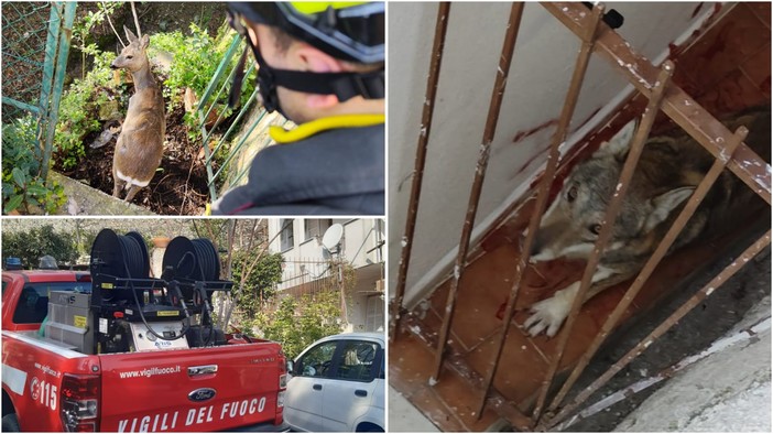 Lupo sul terrazzo di una casa a Toirano: scoperto insieme ad un capriolo incastrato in un cancello