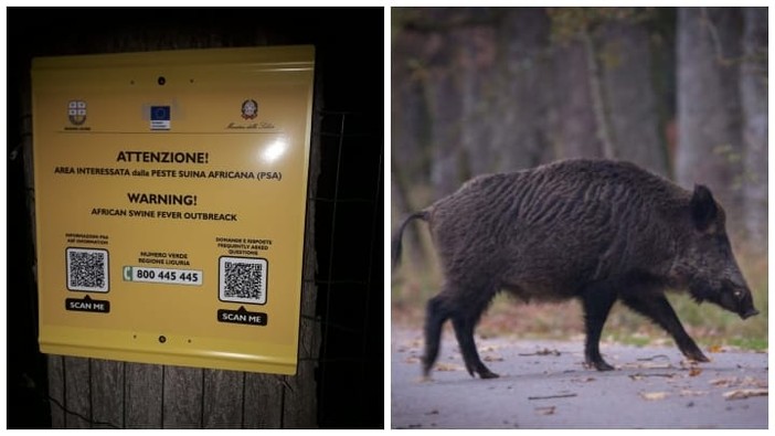 Valloria, spuntano i cartelli &quot;Attenzione peste suina africana&quot;