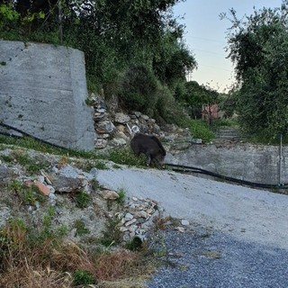 Coldiretti su fauna selvatica: &quot;Numeri fuori controllo, servono interventi di contenimento immediati&quot;