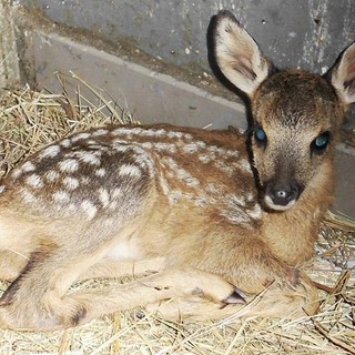 Cuccioli di animali selvatici da soli, l'appello Enpa &quot;Non li toccate&quot;