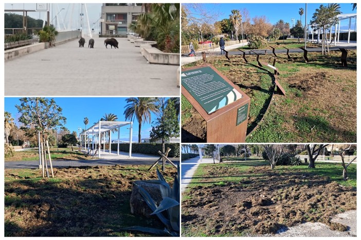 Savona, i cinghiali continuano a imperversare in città: giardini del Prolungamento devastati