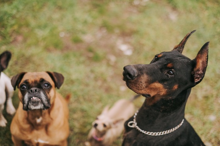 A Genova un corso gratuito per chi vuole adottare un cane 'impegnativo'