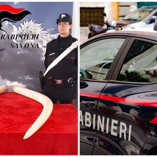 Alassio, carabinieri sequestrano zanne di elefante detenute illecitamente: proprietario denunciato
