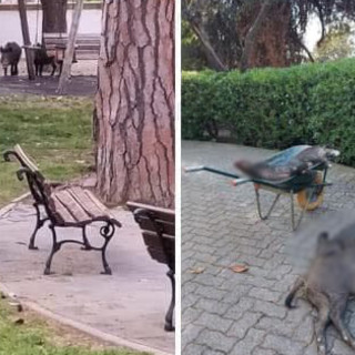 Alassio, cinghiali al Parco San Rocco, residenti timorosi: &quot;Sedati o abbattuti vicino alle case?&quot;