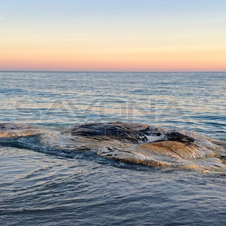 Una carcassa di cetaceo in decomposizione si spiaggia sul litorale di Finale Ligure