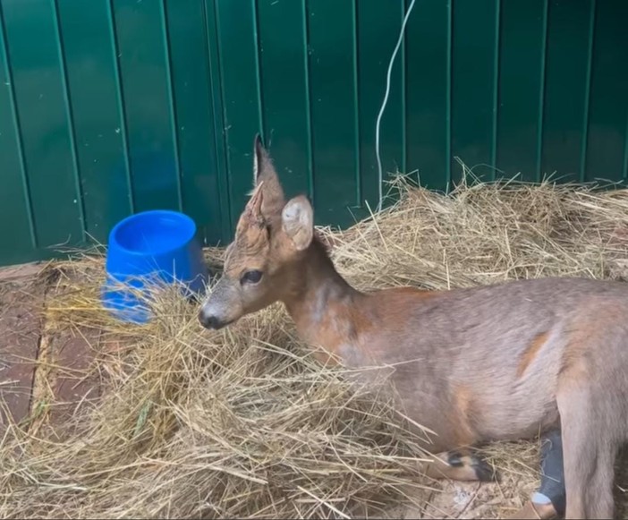 Pontinvrea, investito un capriolo: è ricoverato in gravi condizioni al Cras di Cadibona