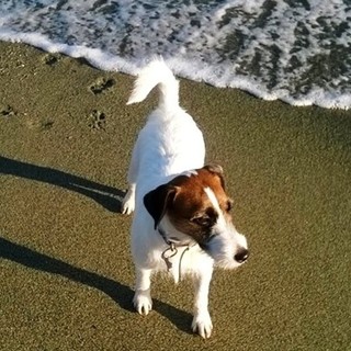 Savona, con il cane alla spiaggia libera di via Nizza, scatta la multa di 200 euro