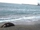 Albissola, cinghiale trovato morto sulla spiaggia: lanciato l'allarme peste suina (FOTO)