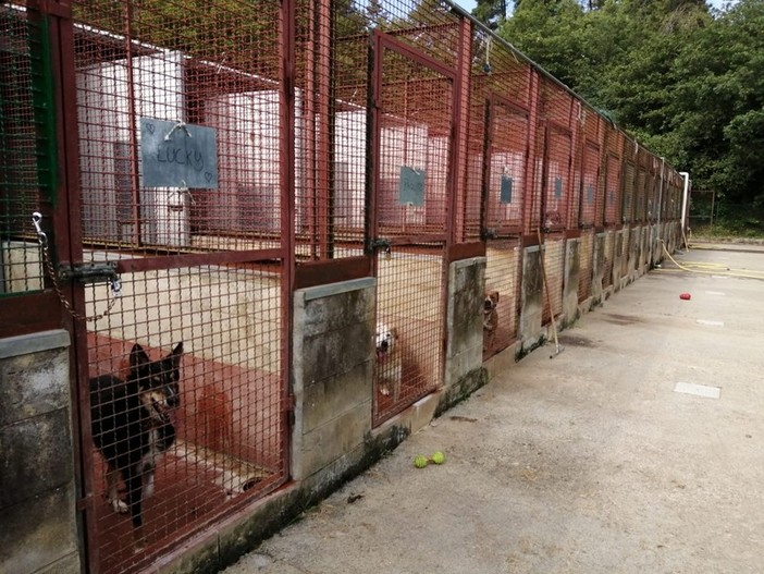 Solidarietà per il canile di Albenga: il gruppo “Fiori di testa” dona cibo per gli amici a quattro zampe