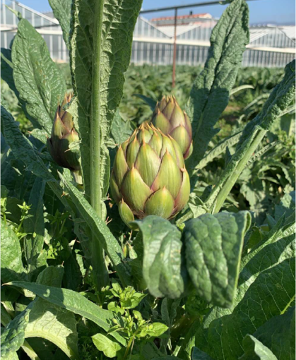 Il registro De-Co Albenga si arricchisce di un nuovo iscritto: Vio Andrea può usare il marchio sui carciofi