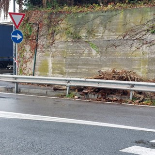 Savona, cadono rami dalle palme: chiuso un tratto di marciapiede tra via Pirandello e corso Tardy &amp; Benech (FOTO)