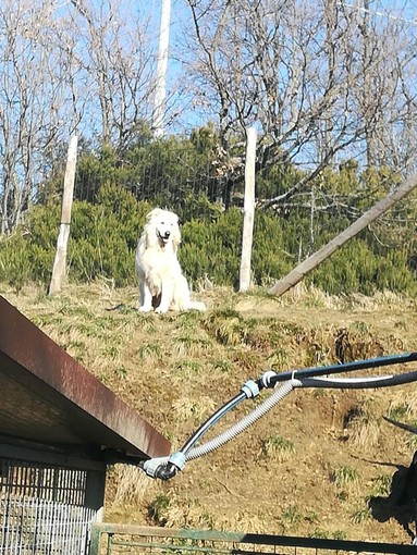 Diuk ha bisogno di una 'casetta': al via una raccolta fondi