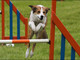 Giornata per l’agility-dog a Loano