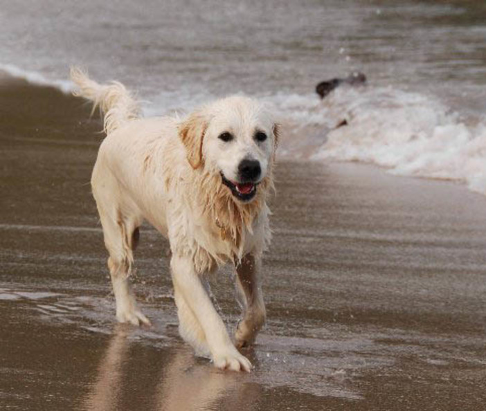 Cani in spiaggia, qualche apertura dalla riviera di Ponente