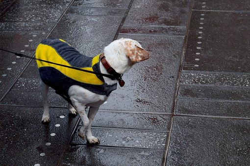 &quot;Cairo come Savona&quot;, l'Enpa chiede al sindaco di modificare l'ordinanza sulle deiezioni canine