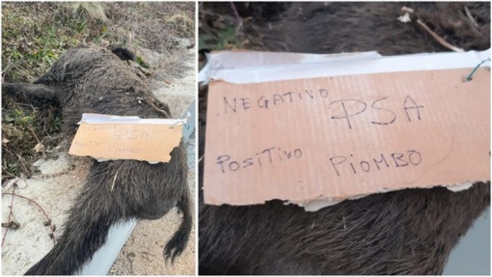 Cinghiale ucciso a bordo strada a Sassello, il vicepresidente Piana risponde al sindaco Buschiazzo: &quot;No a personalismi, serve fronte comune dei territori&quot;