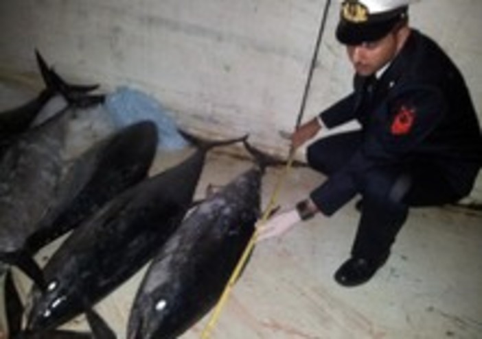 La Guardia Costiera controlla alcuni esemplari di pesci (immagine di repertorio)