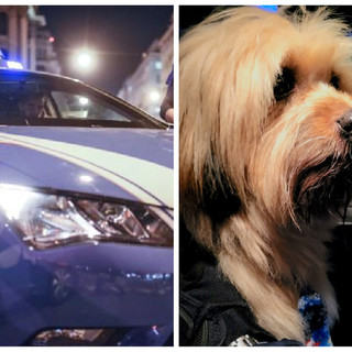 Il piccolo cagnolino Leo si perde, il lieto fine arriva grazie agli agenti della Polizia di Alassio