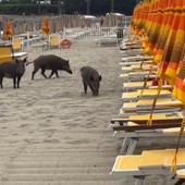 Cinghiali in spiaggia a Savona, Schiappapietra: “Va trovato un metodo non cruento per non farli arrivare in spiaggia”