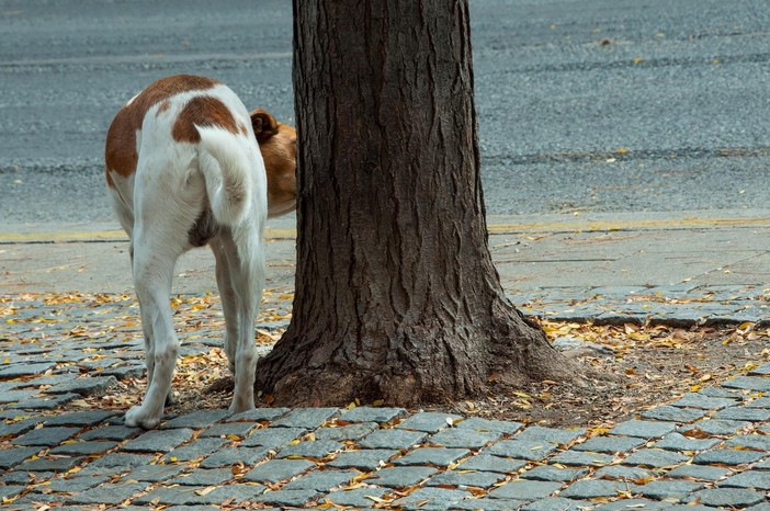 Cane in gravi condizioni a Savona: &quot;Serve con urgenza una trasfusione con gruppo Dea negativo&quot;