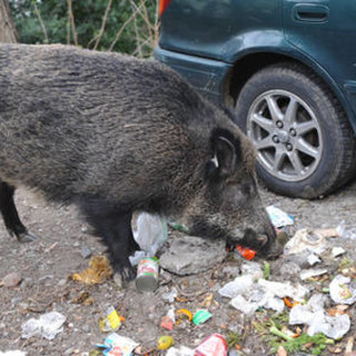 Peste suina confinata nella zona rossa, OSA: &quot;Probabile sia dovuto al divieto di caccia, i cinghiali braccati scappano per km&quot;