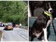 Incidente ad Albisola, per paura un cane scappa: lanciato l'appello per ritrovare Piuma