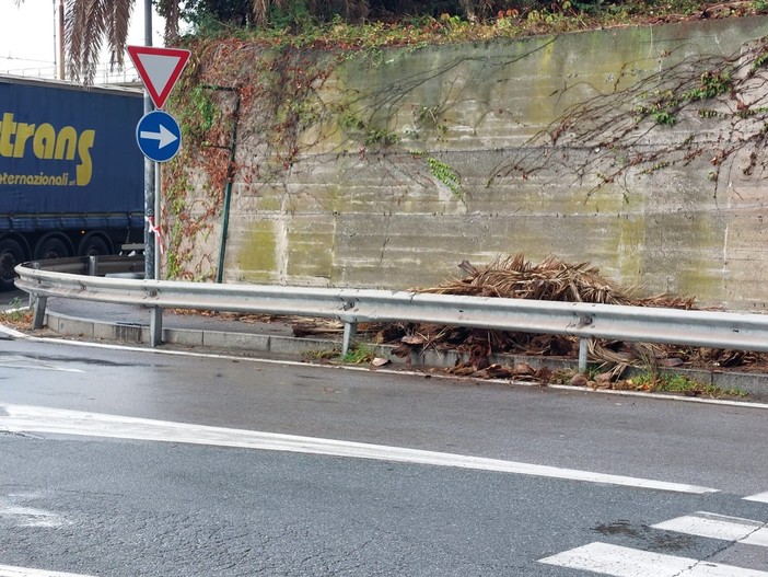 Savona, cadono rami dalle palme: chiuso un tratto di marciapiede tra via Pirandello e corso Tardy &amp; Benech (FOTO)