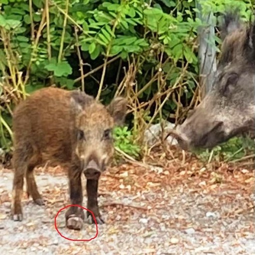 OSA: &quot;Le battute di caccia in corso rischiano di favorire la diffusione della peste suina in territori finora indenni&quot;