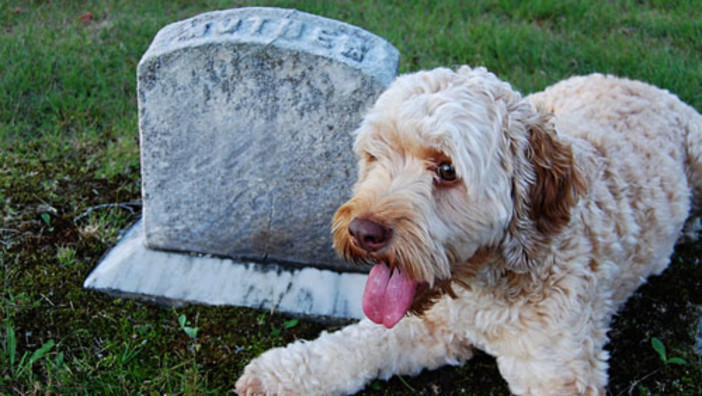 Savona, gli animali a quattro zampe potranno entrare nel cimitero di Zinola