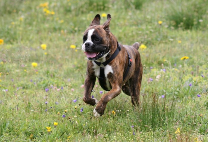 Albenga: bambina e anziana morsicate da cani a passeggio