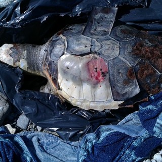 Tartaruga caretta caretta trovata senza vita sulla spiaggia di Spotorno