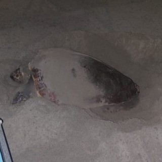 È &quot;Diana&quot; il nome scelto per la tartaruga Caretta caretta che il 20 giugno ha deposto le uova sul litorale di Laigueglia