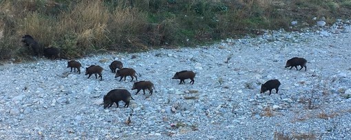 Savona, Russo sui cinghiali in città: &quot;Costretti a interdire l'accesso all'alveo del Letimbro per evitare interferenze con le persone&quot;