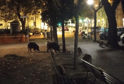 Savona, Osa e Partito animalista lanciano petizione per chiedere al sindaco  di evitare gli abbattimenti