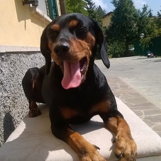 Cairo Montenotte &quot;Aiutateci a trovare la nostra cagnolina&quot;