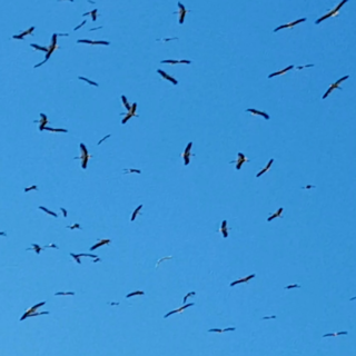 La danza delle cento cicogne nei cieli di Albenga (FOTO e VIDEO)