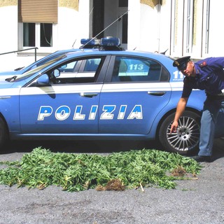 Nuovo sequestro di Cannabis nell'albenganese