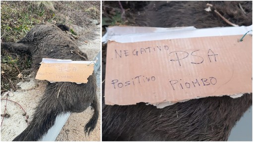 Sassello, carcassa di cinghiale a bordo strada: il cartello choc &quot;Negativo PSA - Positivo Piombo&quot; (FOTO e VIDEO)