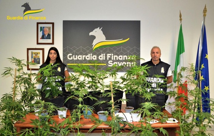 Coltiva marijuana in casa, denunciato un 54enne