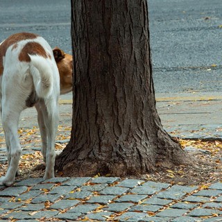 Cane in gravi condizioni a Savona: &quot;Serve con urgenza una trasfusione con gruppo Dea negativo&quot;