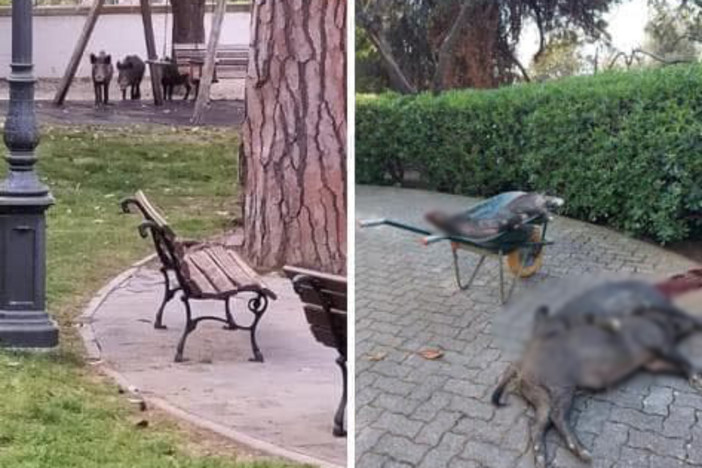 Alassio, cinghiali al Parco San Rocco, residenti timorosi: &quot;Sedati o abbattuti vicino alle case?&quot;