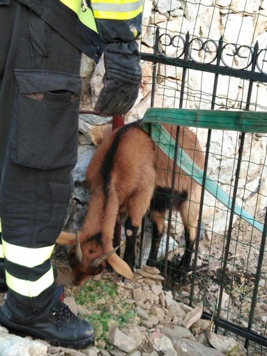 Capretta incastrata tra le sbarre di un cancello tra Alassio ed Albenga, salvata dai vigili del fuoco