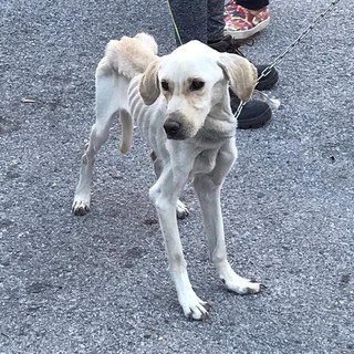 Cane malnutrito abbandonato nei boschi di Roccavignale, era legato con una catena ad un albero (FOTO)