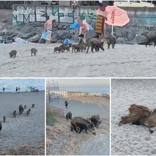 Savona, tra cinghiali in spiaggia in mezzo ai bagnanti c'è anche una femmina che allatta i suoi cuccioli