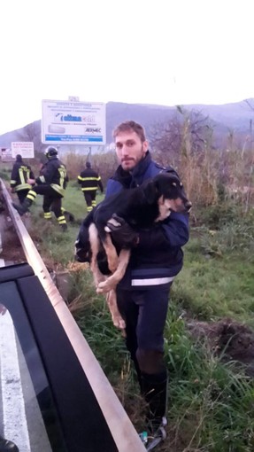 Una storia di Natale a lieto fine per il cucciolone salvato dagli Agenti della Municipale