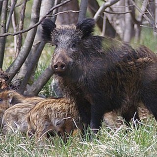 Albisola, caccia di selezione cinghiale nel Sansobbia: scoppia la polemica su Facebook