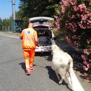 Savona, trovato in autostrada un caprone: rintracciato il proprietario (FOTO)