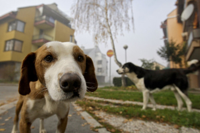 Alassio, sacchetto e bottiglietta per 'Fido': firmata l'ordinanza